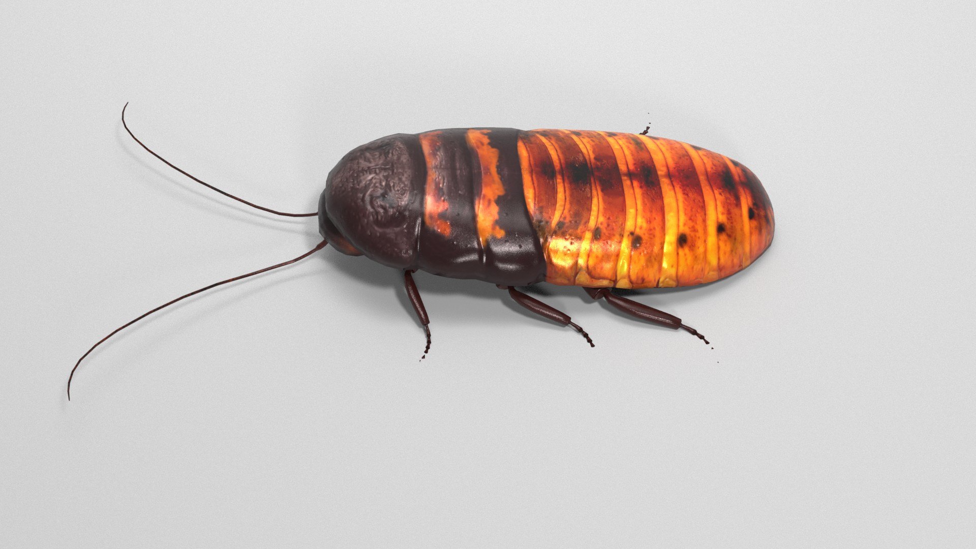 Cockroach 3D model - TurboSquid 1866862