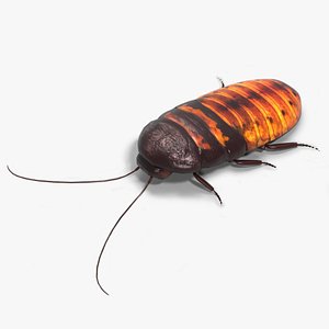 Cockroach 3D model