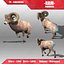 Ram Animated