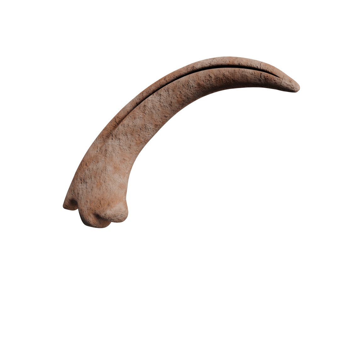 Velociraptor Claw Fossil Model - TurboSquid 2287430