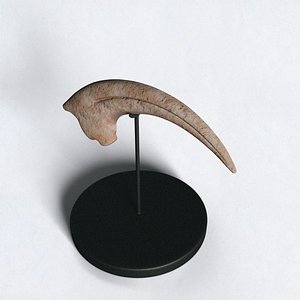Velociraptor Claw Fossil model