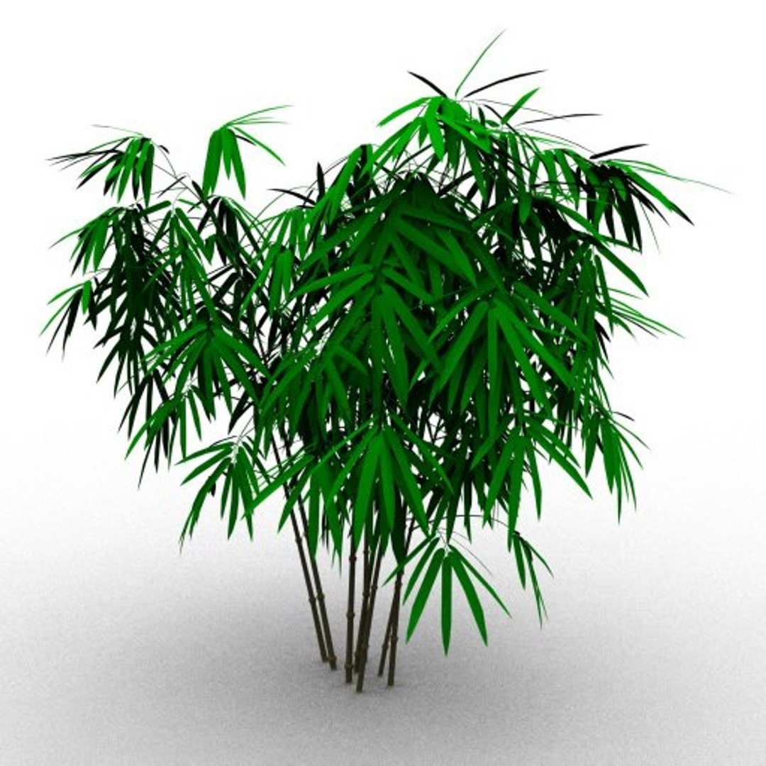 Bamboo Taiwan Timor 3d Model