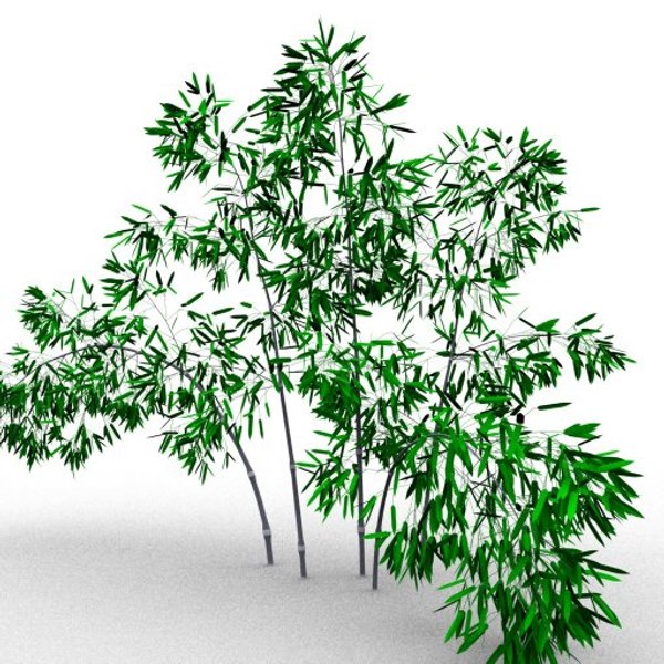 bamboo taiwan timor 3d model