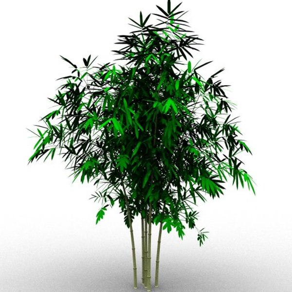 bamboo taiwan timor 3d model