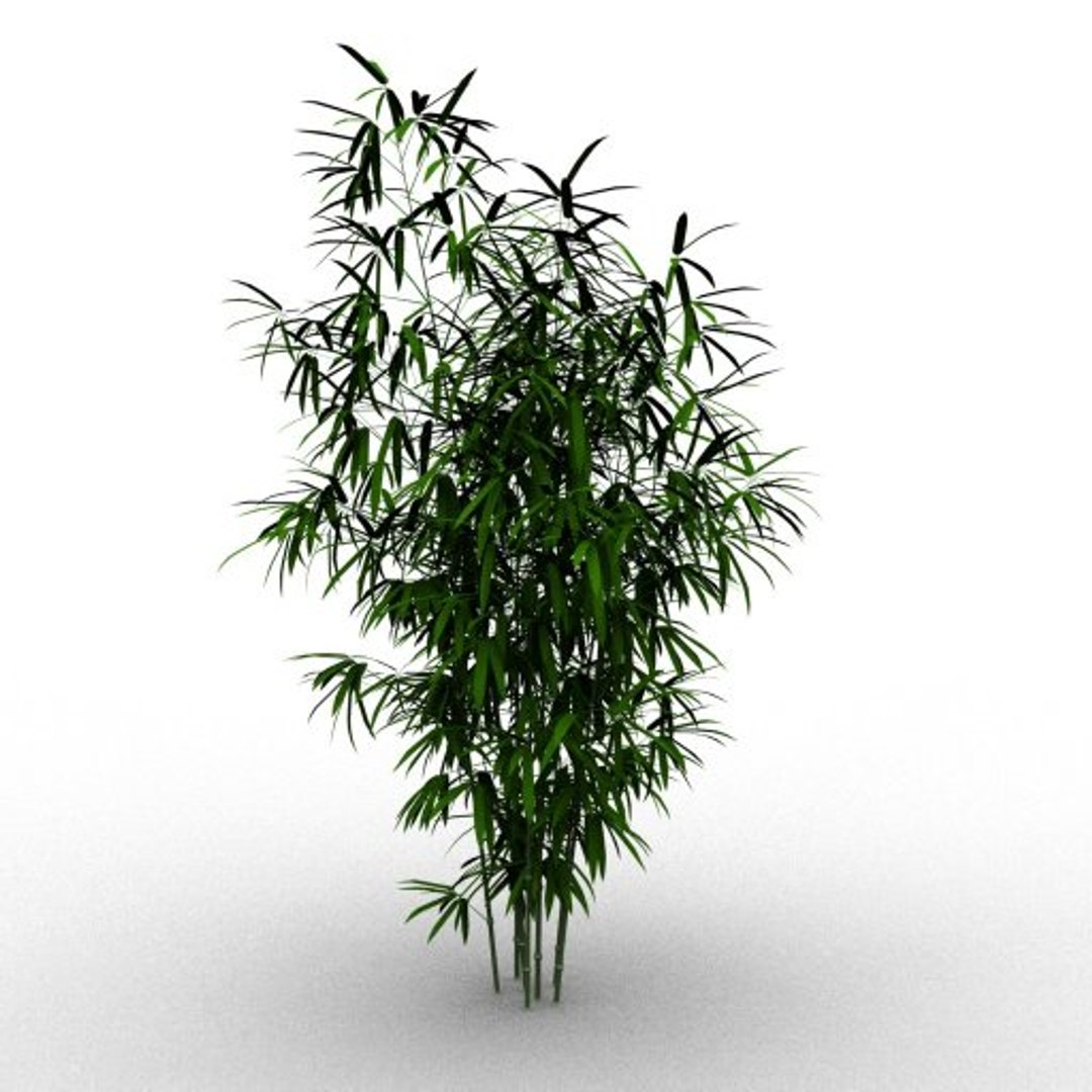 Bamboo Taiwan Timor 3d Model