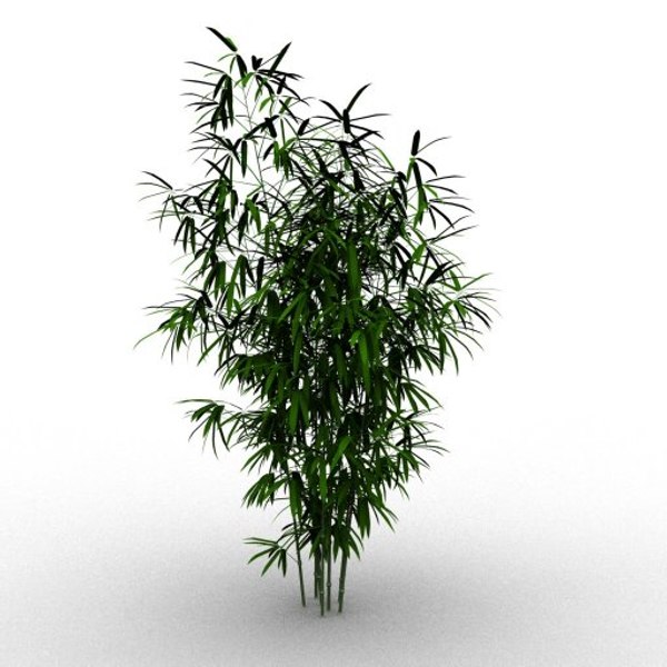 bamboo taiwan timor 3d model