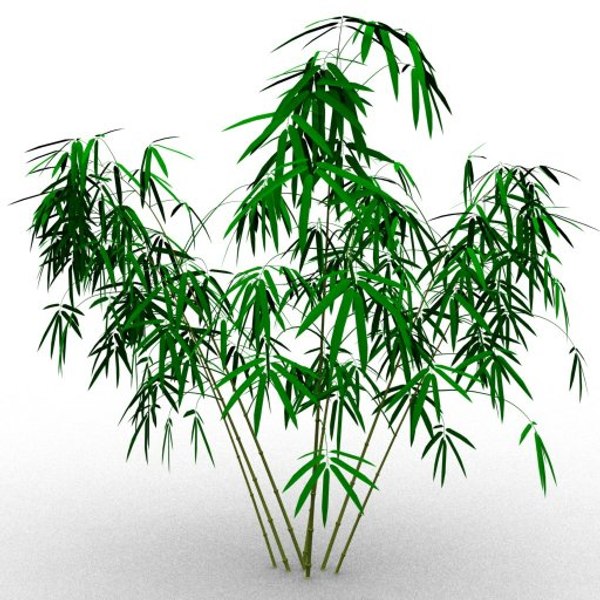 bamboo taiwan timor 3d model