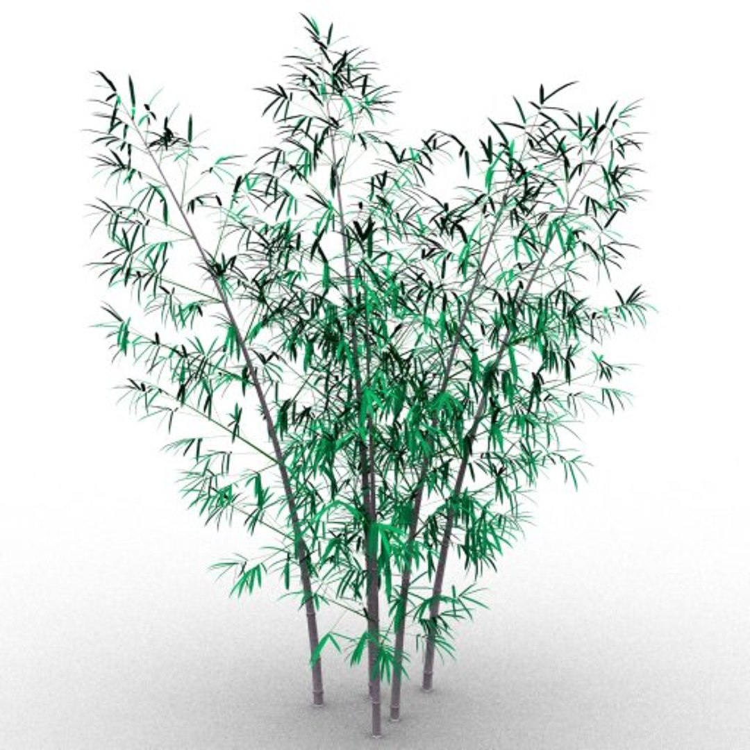 Bamboo Taiwan Timor 3d Model