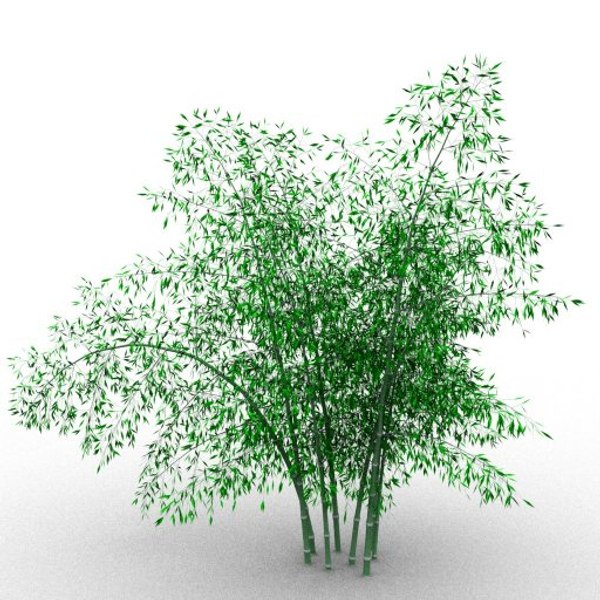 bamboo taiwan timor 3d model