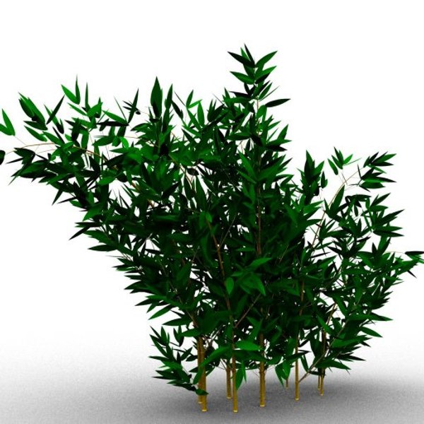 bamboo taiwan timor 3d model