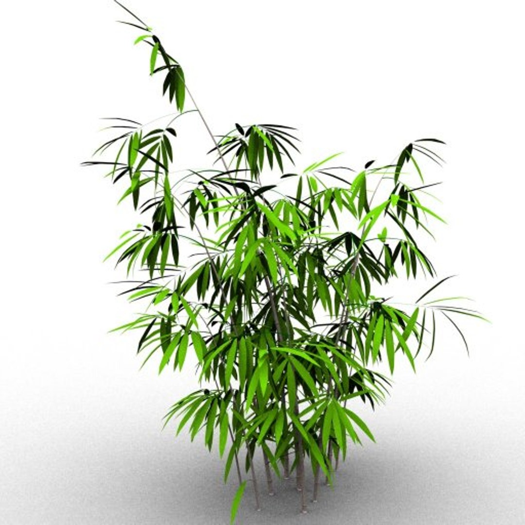 Bamboo Taiwan Timor 3d Model