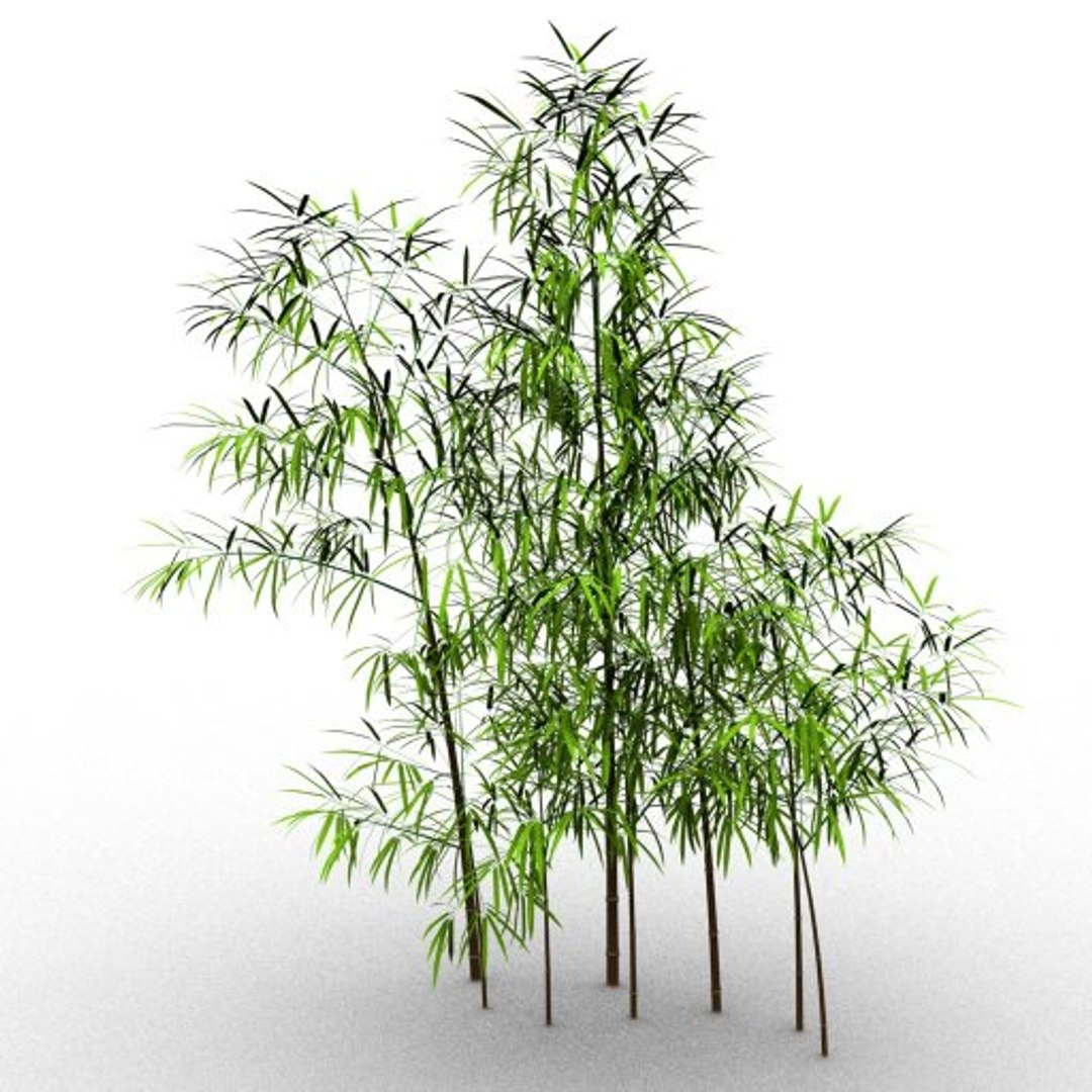 Bamboo Taiwan Timor 3d Model