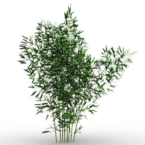 bamboo taiwan timor 3d model