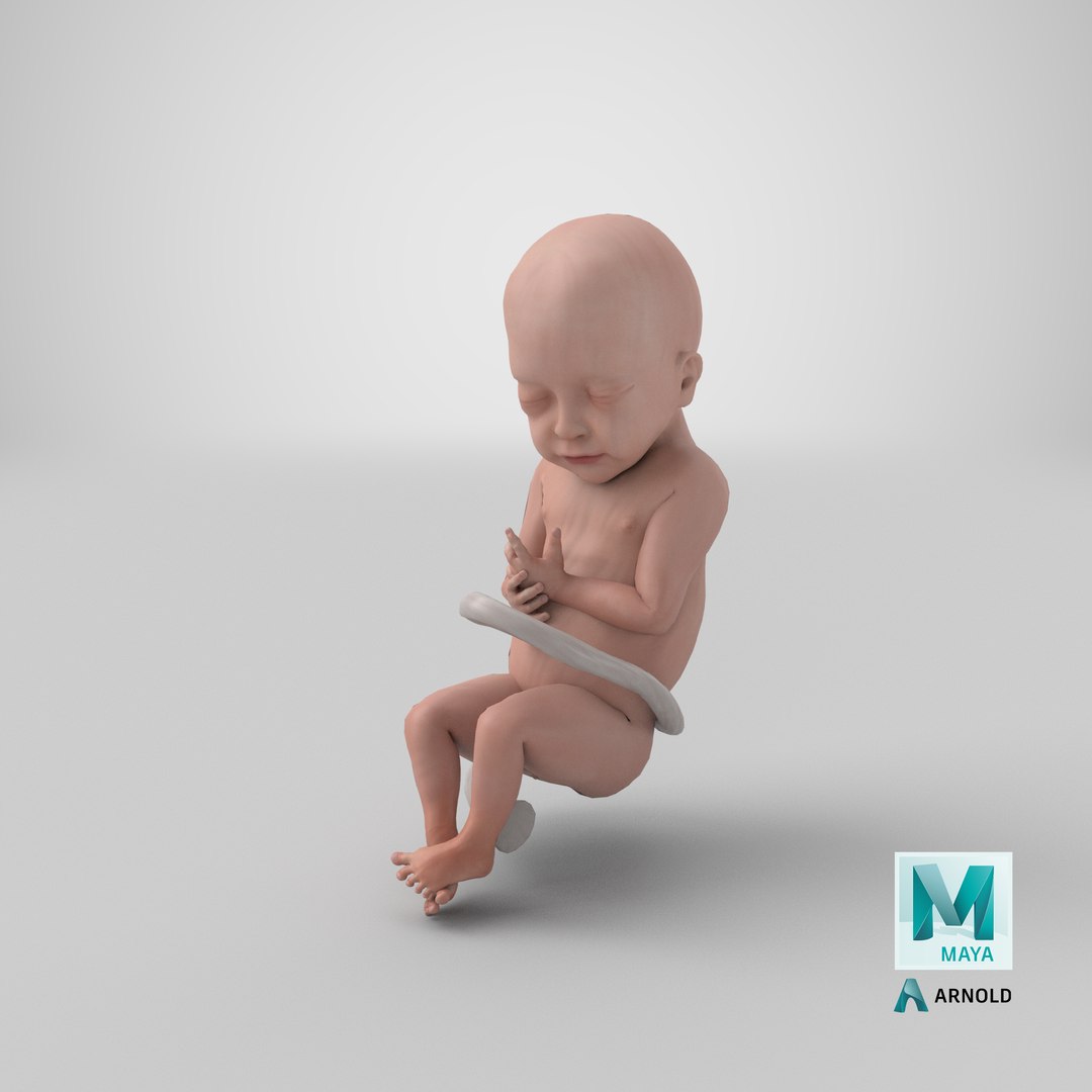 baby boy 28 weeks 3D https://p.turbosquid.com/ts-thumb/gl/jIiSxe/WO/stemcell_maya_arnold_render/png/1611129370/1920x1080/fit_q87/02ce87c5943839aa59661367d7da767728718bd4/stemcell_maya_arnold_render.jpg