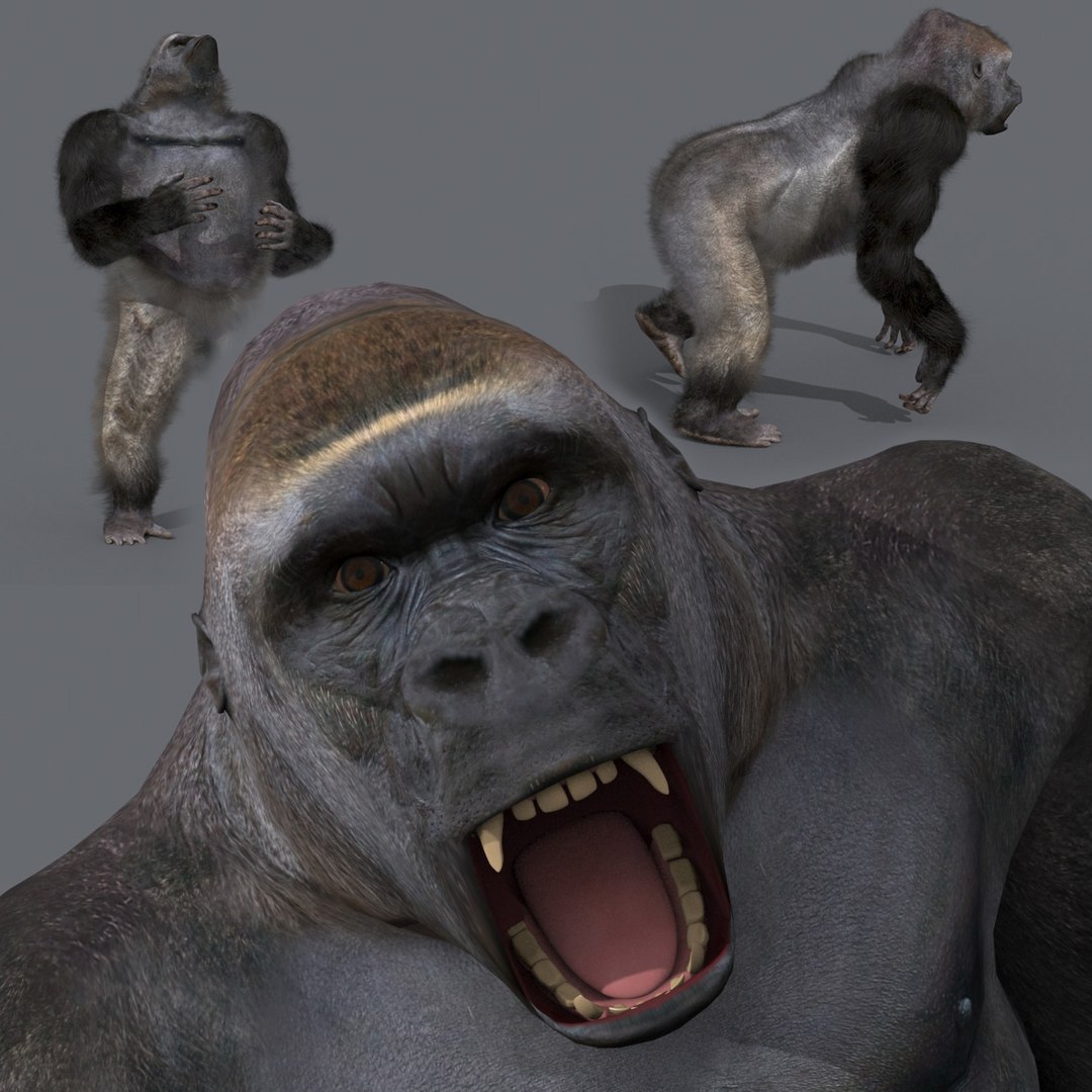 modelo 3d King Kong Silverback Gorilla 8K- Animación 3D - TurboSquid ...