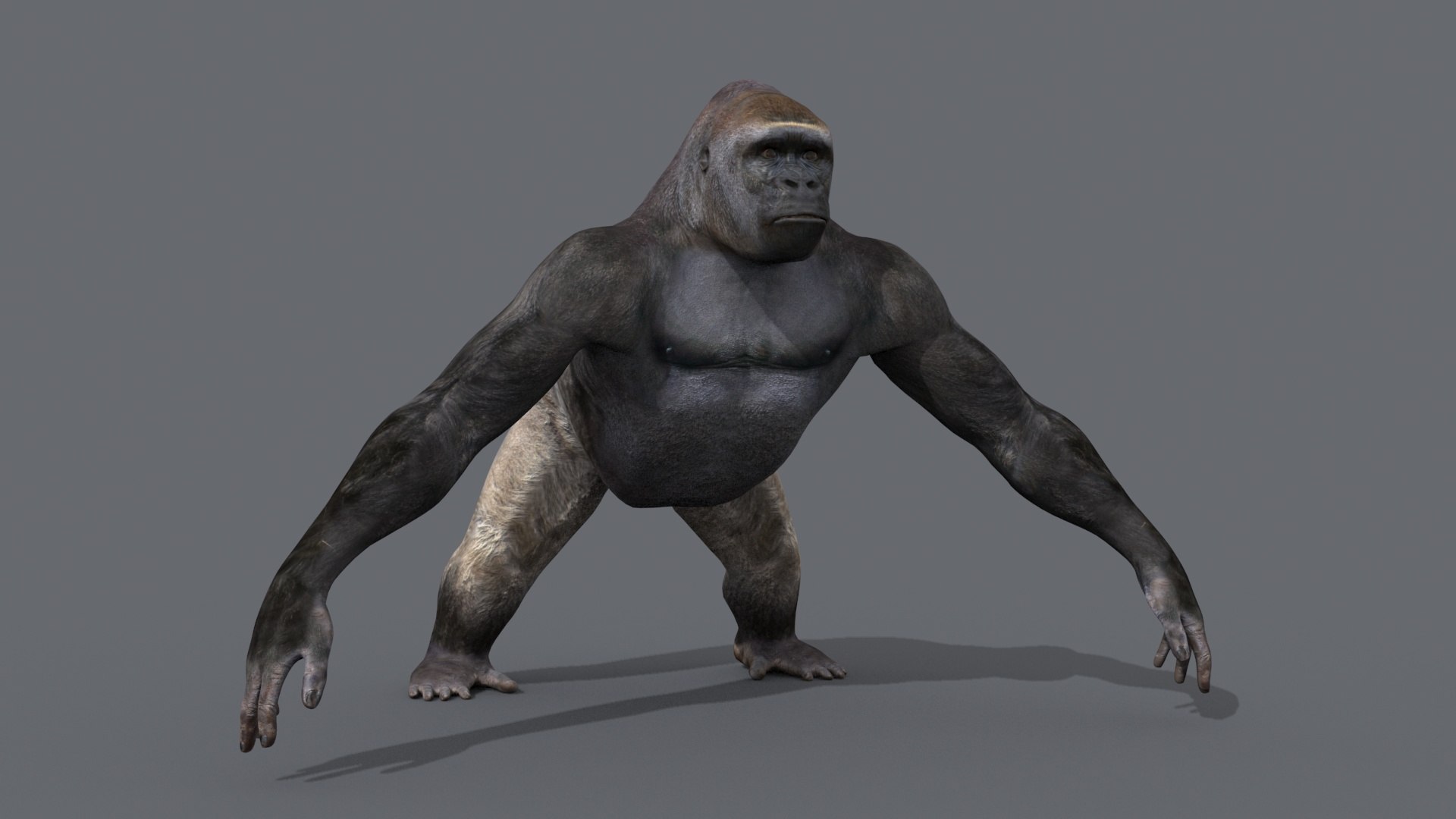 3D model King Kong Silverback Gorilla 8K- 3d animated - TurboSquid 2148285