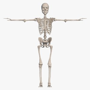 Skeletal System