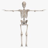 Skeletal System