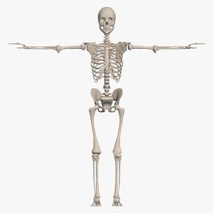 Skeletal System