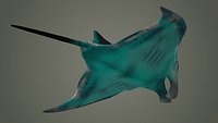 Manta   mantaray mantas devil fish shark giant reef