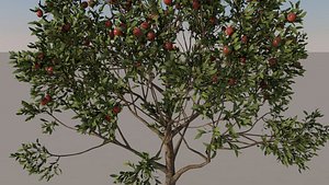 3D apple tree model