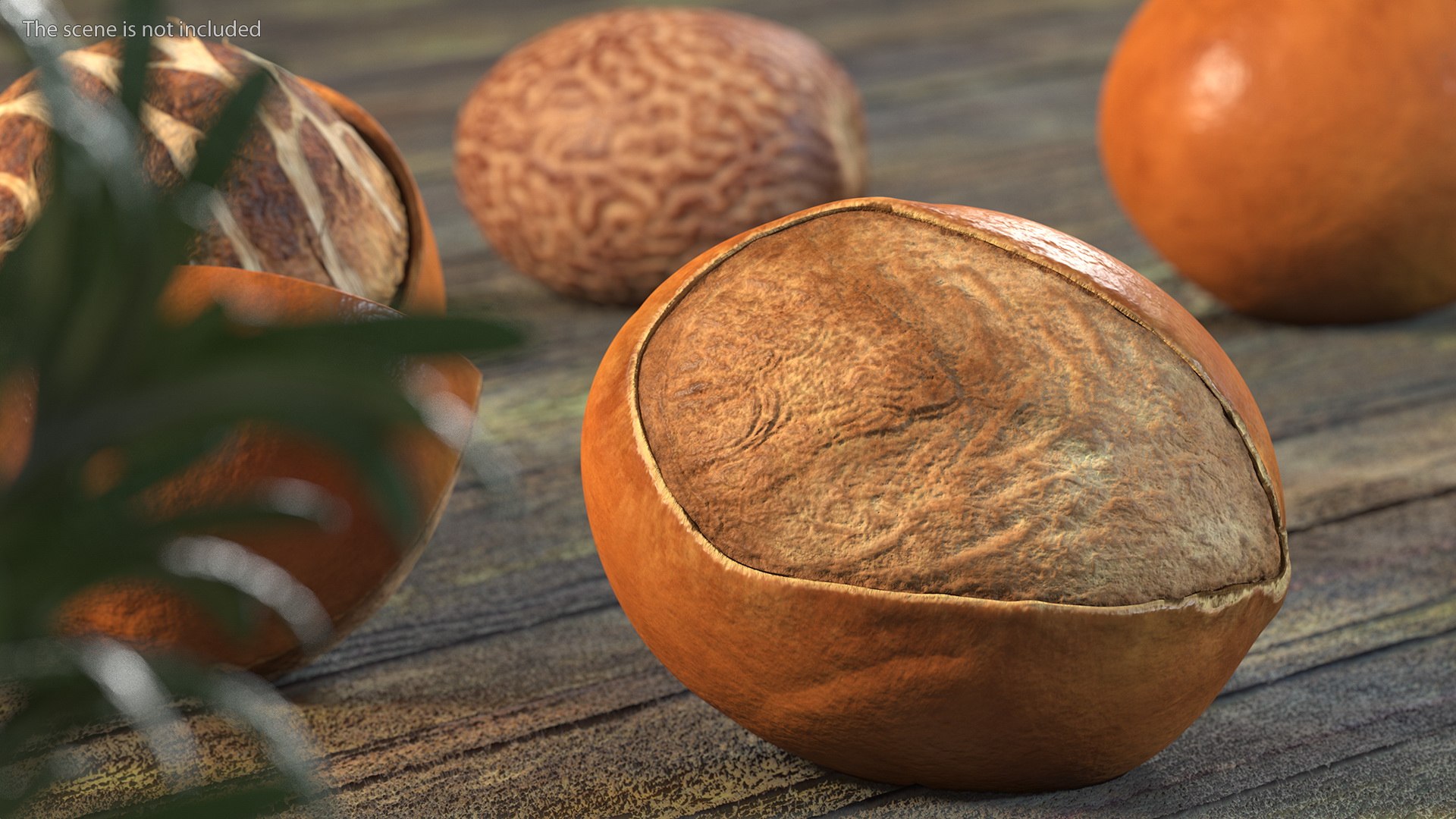 3D Opened Nuts Collection https://p.turbosquid.com/ts-thumb/gm/CyWuJj/7C/openednutscollectionmb3dmodel008/jpg/1625234222/1920x1080/fit_q87/854deda66e3035960f752d31e44875a5c29cce1d/openednutscollectionmb3dmodel008.jpg