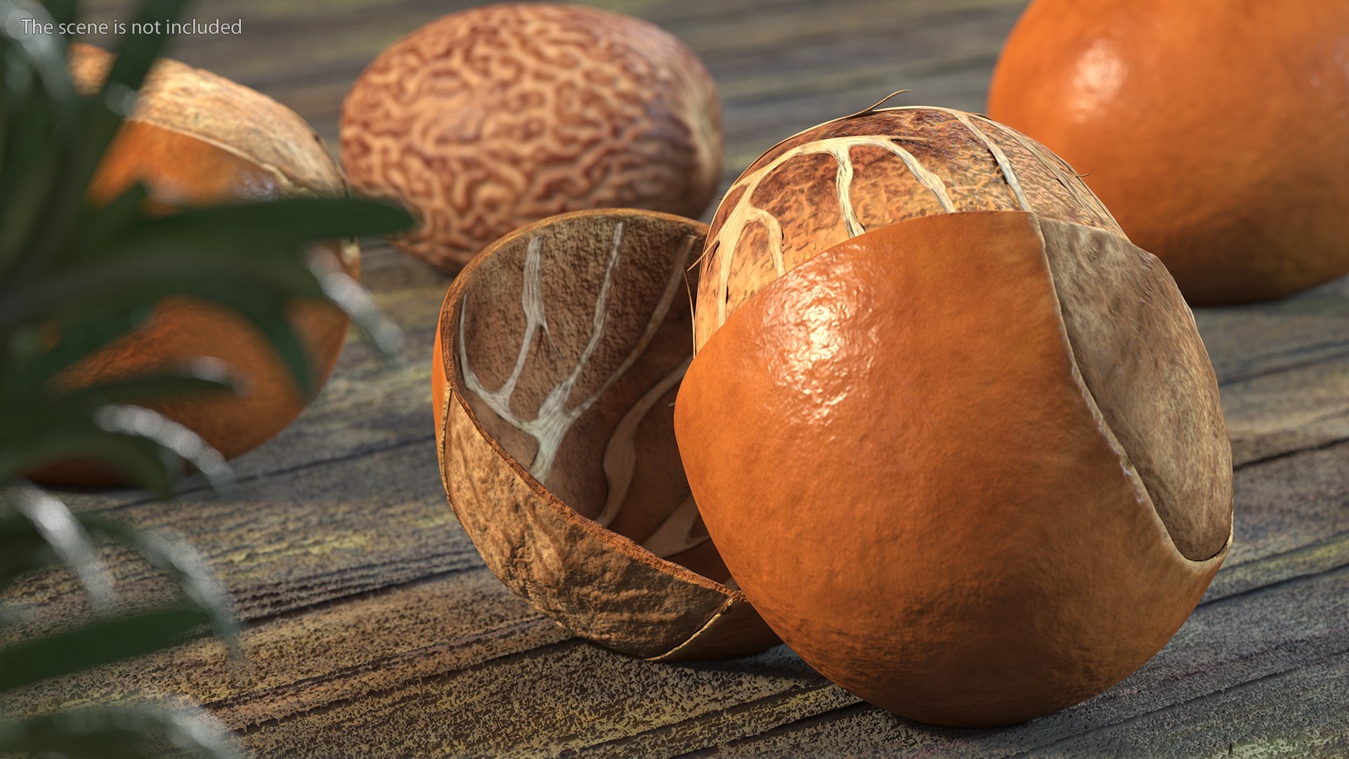 3D Opened Nuts Collection https://p.turbosquid.com/ts-thumb/gm/CyWuJj/lt/openednutscollectionmb3dmodel007/jpg/1625234220/1920x1080/fit_q87/d61e63f8cecaa1b7953714bc1a34b816cf73adbf/openednutscollectionmb3dmodel007.jpg