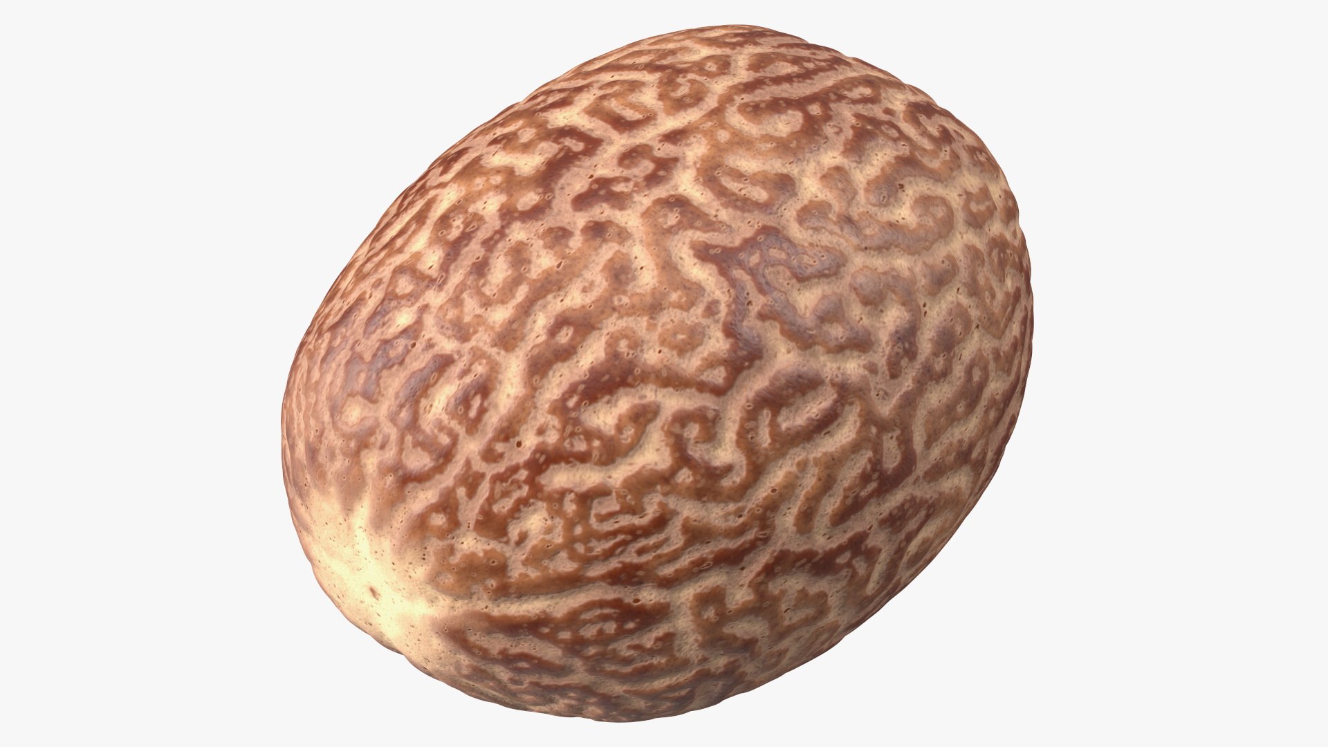 3D Opened Nuts Collection https://p.turbosquid.com/ts-thumb/gm/CyWuJj/py/openednutscollectionmb3dmodel018/jpg/1625234246/1920x1080/fit_q87/87f68229cee300f160192c597b7834aab7860197/openednutscollectionmb3dmodel018.jpg