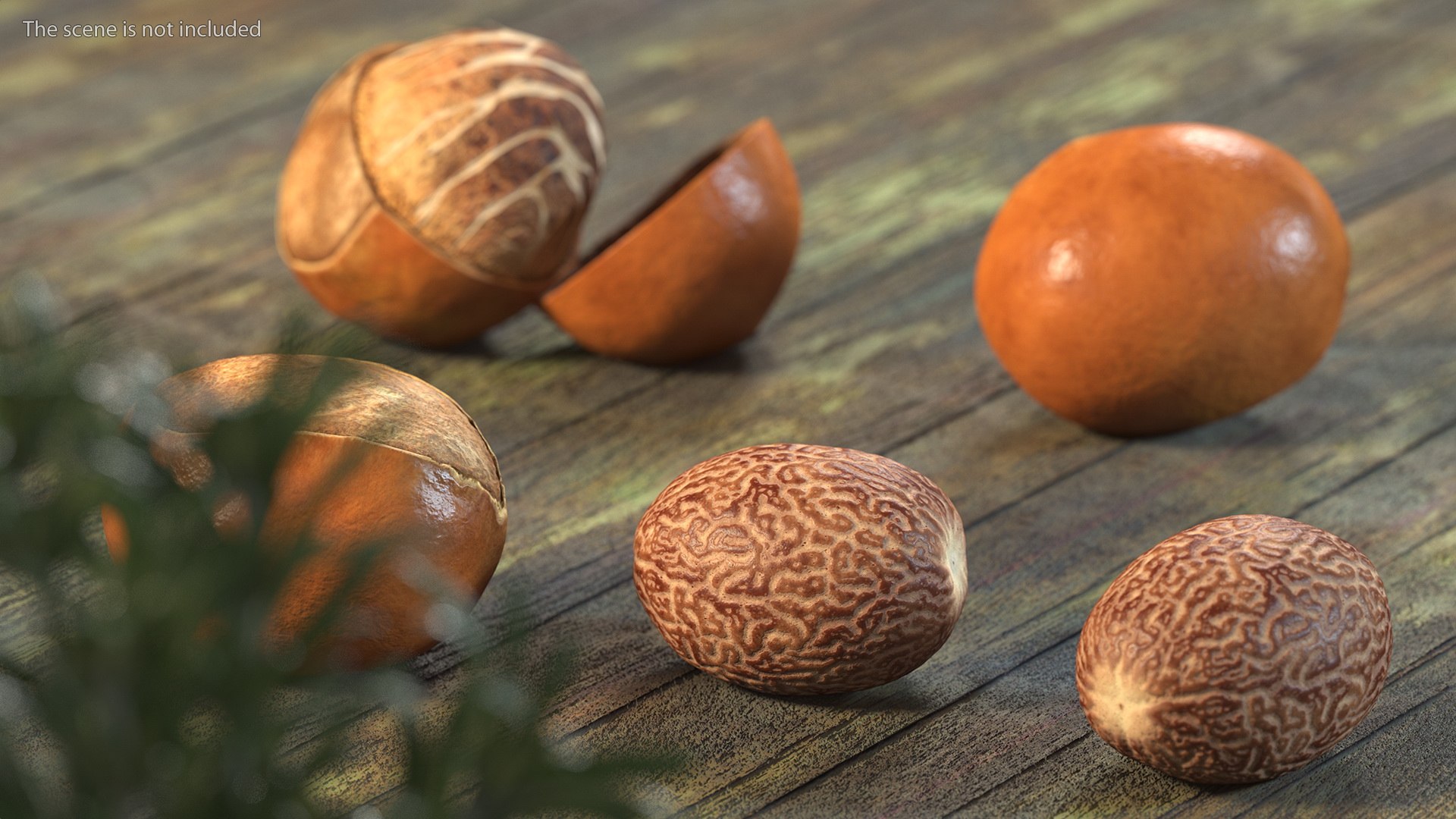 3D Opened Nuts Collection https://p.turbosquid.com/ts-thumb/gm/CyWuJj/s3/openednutscollectionmb3dmodel003/jpg/1625234211/1920x1080/fit_q87/aad8bf42229f822d7e2e92f073b919657e5d54bc/openednutscollectionmb3dmodel003.jpg