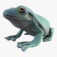 Litoria Caerulea (Green Tree Frog)