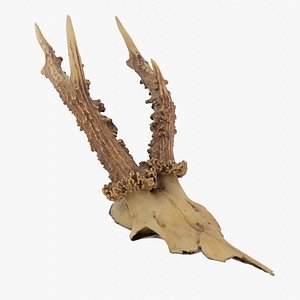Deer skull with horns high-poly 3D model