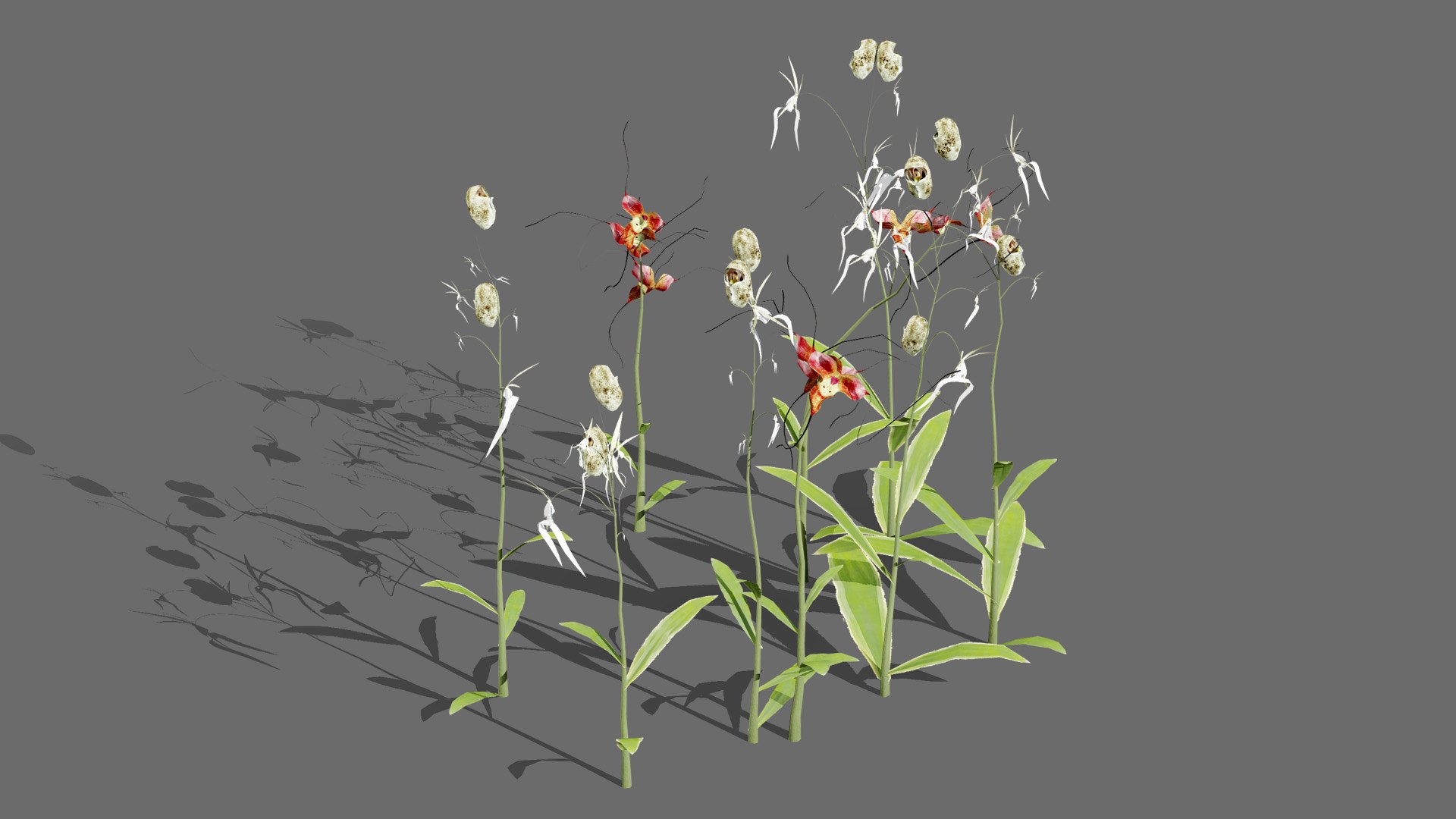 3D Elusive Ghost Orchid 3D Model https://p.turbosquid.com/ts-thumb/gm/YOpEPl/IO/britishghostorchidplantsthirdveriationl/jpg/1759862136/1920x1080/fit_q87/9b7849b554fae06fbb75ba66cb1344e9010b756b/britishghostorchidplantsthirdveriationl.jpg