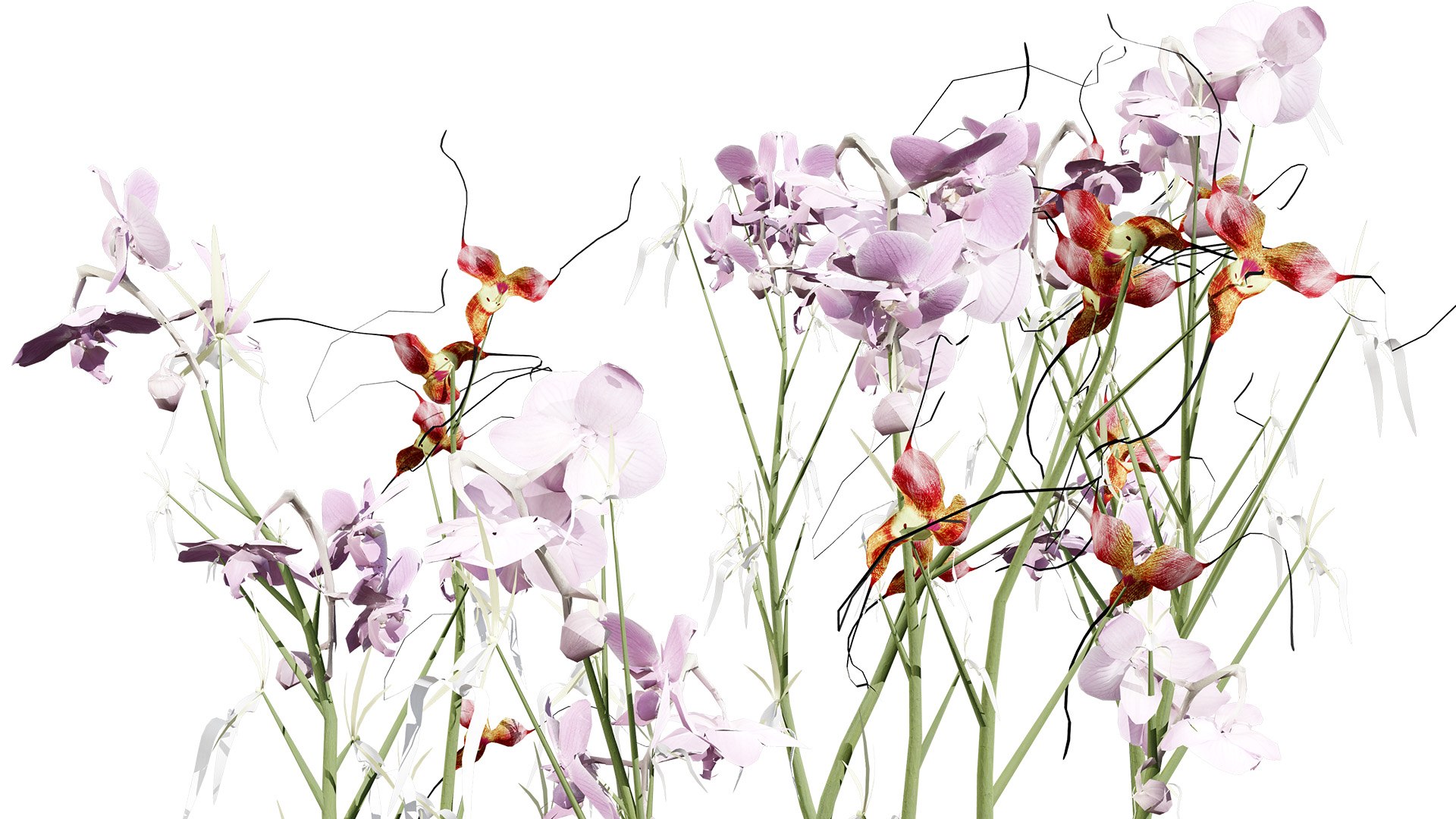 3D Elusive Ghost Orchid 3D Model https://p.turbosquid.com/ts-thumb/gm/YOpEPl/Uj/britishghostorchidplantssecondveriationz45l/jpg/1759862136/1920x1080/fit_q87/a105b5f94b68a4a58330eb7ac953bcd7828944e5/britishghostorchidplantssecondveriationz45l.jpg