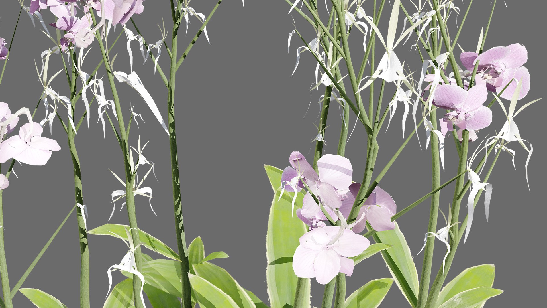 3D Elusive Ghost Orchid 3D Model https://p.turbosquid.com/ts-thumb/gm/YOpEPl/da/britishghostorchidplantsfirstveriationz45l/jpg/1759862132/1920x1080/fit_q87/8487b7ff1db3b8fd1e9eaf2d101f3eb823e29c67/britishghostorchidplantsfirstveriationz45l.jpg