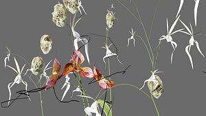 3D Elusive Ghost Orchid 3D Model