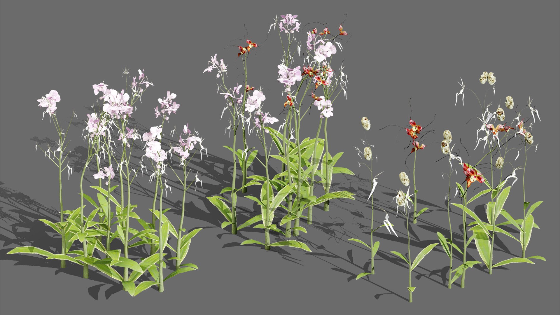 3D Elusive Ghost Orchid 3D Model https://p.turbosquid.com/ts-thumb/gm/YOpEPl/gY/artcoverbritishghostorchidplantsfirstveriation/jpg/1759862132/1920x1080/fit_q87/77a40cb6f16bacf3bf3bfd092d4d5a22dd378246/artcoverbritishghostorchidplantsfirstveriation.jpg