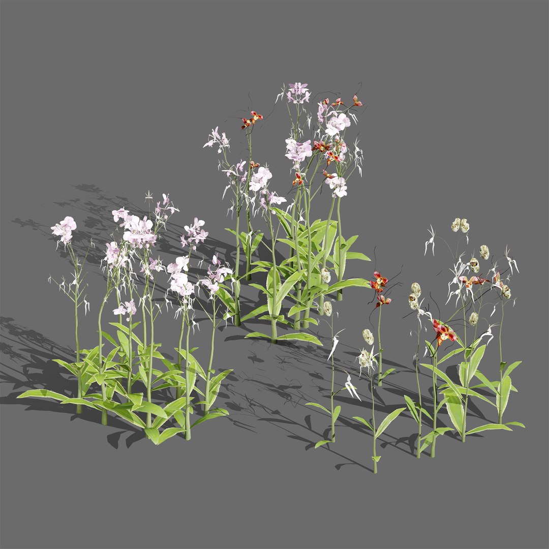 3D Elusive Ghost Orchid 3D Model https://p.turbosquid.com/ts-thumb/gm/YOpEPl/jK/000coverbritishghostorchidplantsfirstveriation/jpg/1759862135/1920x1080/fit_q87/d82d23fa0abacc21b695e0851b87375d9df47ecb/000coverbritishghostorchidplantsfirstveriation.jpg