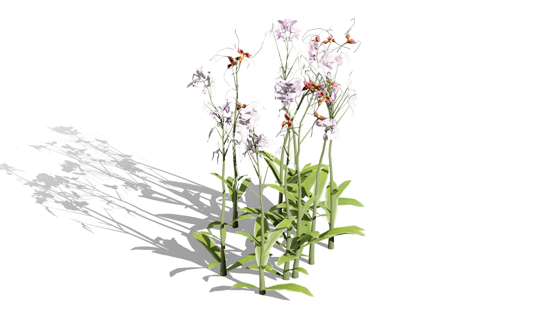 3D Elusive Ghost Orchid 3D Model https://p.turbosquid.com/ts-thumb/gm/YOpEPl/jW/britishghostorchidplantssecondveriationl/jpg/1759862134/1920x1080/fit_q87/9f7fd689f0cb99557974c7eb60f063e984230581/britishghostorchidplantssecondveriationl.jpg