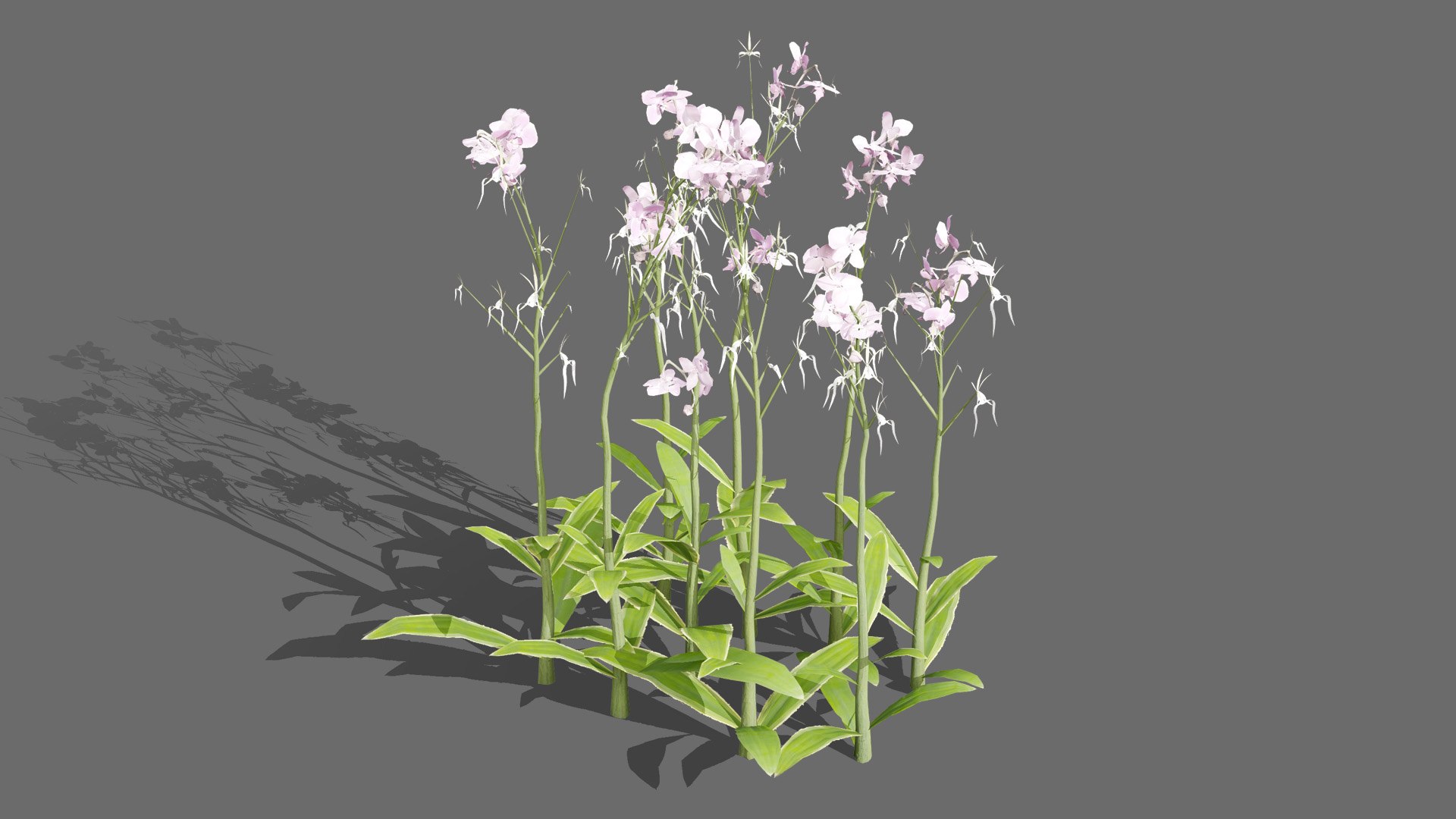 3D Elusive Ghost Orchid 3D Model https://p.turbosquid.com/ts-thumb/gm/YOpEPl/qe/01britishghostorchidplantsfirstveriationl/jpg/1759862129/1920x1080/fit_q87/b21112c7ed4a8b4409e6113226cf99ca617a3e1c/01britishghostorchidplantsfirstveriationl.jpg