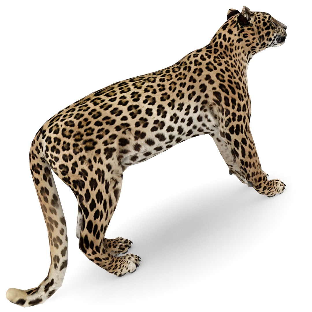 Leopard Max