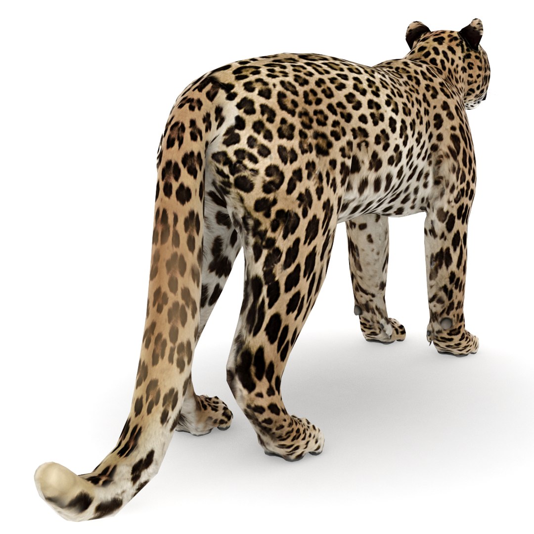 leopard max https://p.turbosquid.com/ts-thumb/gm/pgIl7F/XAERL2La/leopard_0003/png/1565799706/1920x1080/fit_q87/41440df6a7bec320955589f899fd6c8b888ca18f/leopard_0003.jpg
