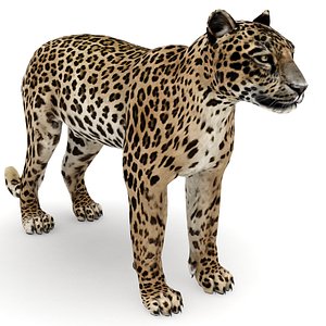 leopard max