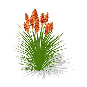 Kniphofia uvaria