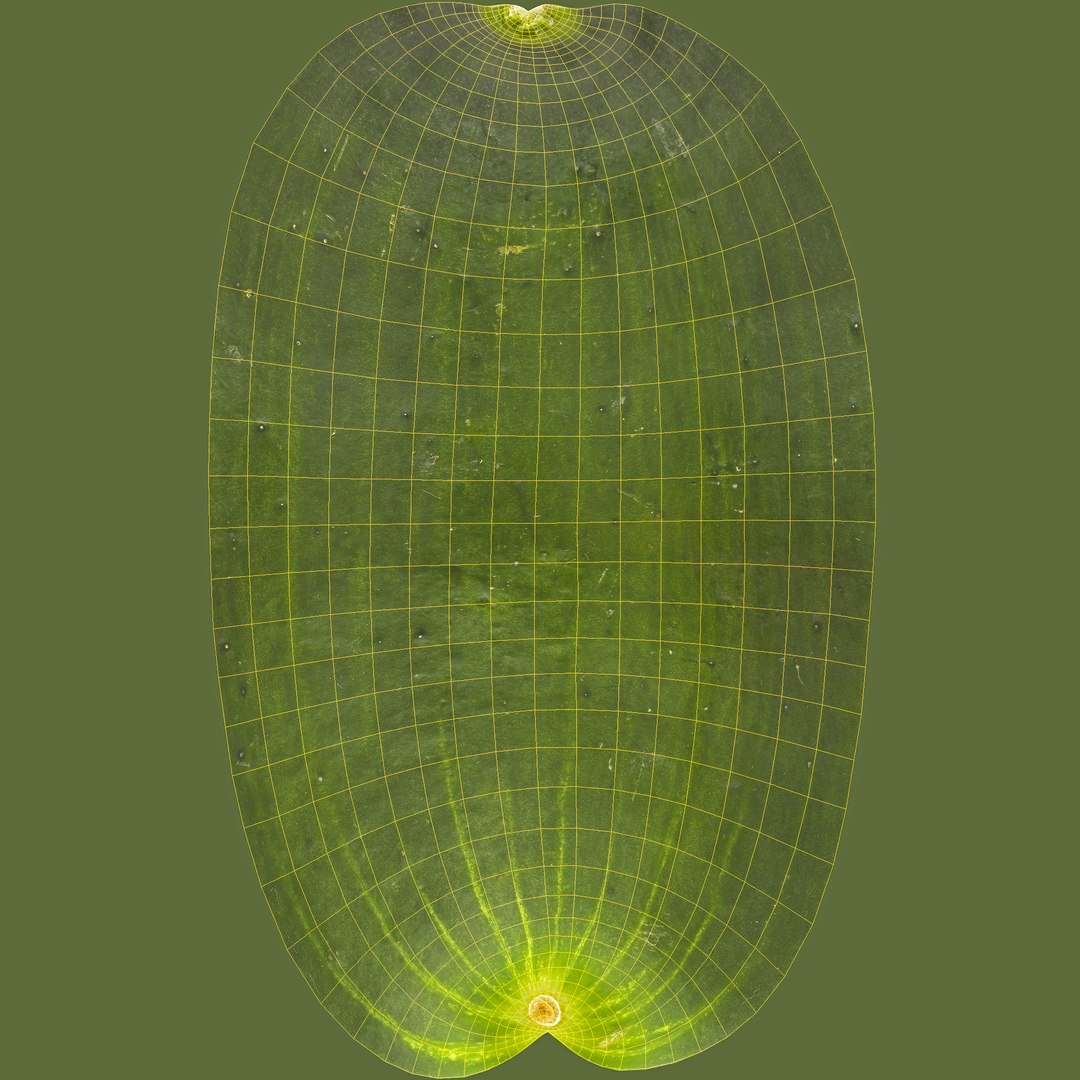 3D fruits vegetables https://p.turbosquid.com/ts-thumb/gm/wbsbQY/ZWsZlfhp/unwrap/jpg/1573472546/1920x1080/fit_q87/93c5a04537651b313034b925789a3c9b12e08151/unwrap.jpg