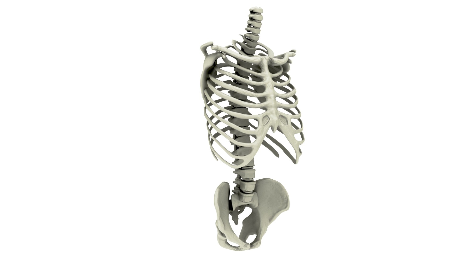 3D Skeletal Element Spine Pelvis - TurboSquid 1461280