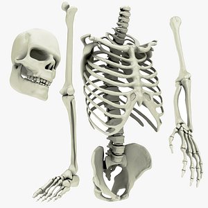 3D skeletal element spine pelvis