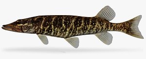 Esox americanus Redfin Pickerel