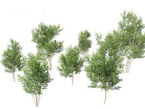 3D model Betula utilis Jacquemontii - Himalayan birch