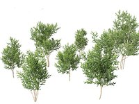 Betula utilis Jacquemontii - Himalayan birch