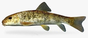 Catostomus commersonii White sucker